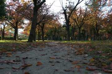 <p>Autumn leaves</p>