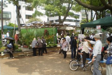 Plants for Sale!