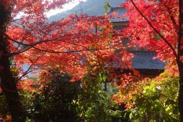 <p>A view through the foliage out to the mountains of Saga</p>