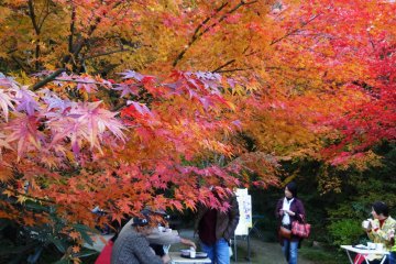 <p>You can take tea under the maple trees near the entrance to Kunenan</p>