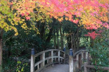 <p>A bridge through the foliage</p>