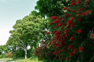 Limpahan bunga menghiasi taman