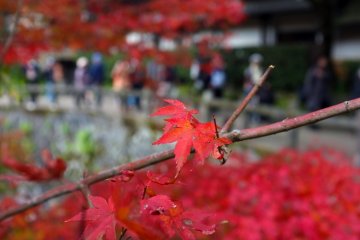 <p>Red maple leaves</p>