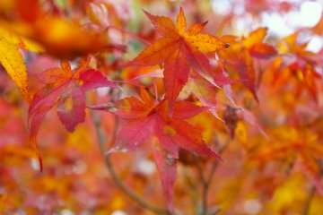 <p>Maple leaves</p>