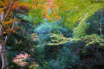 <p>All kinds of green</p>