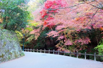 <p>Koyo on every turn</p>