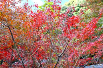 <p>The beautiful leaves really made my day</p>