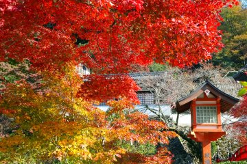 <p>One of my favorite spots at Minoo Park</p>