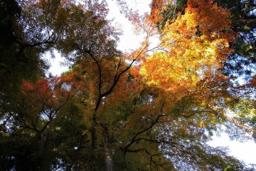 <p>These wild orange leaves look like galaxy in outer space!</p>