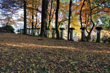 <p>Yellow fallen leaves covering the ground like a gorgeous carpet</p>