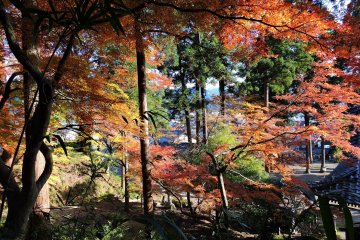 <p>Beautiful autumn leaves on the shrine grounds</p>