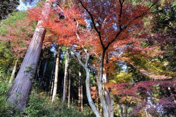 <p>Look up to appreciate the beauty of gorgeous maple leaves</p>