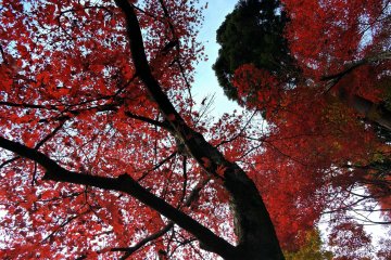 <p>Tall red maple towering over Izumo Taisha Shrine</p>