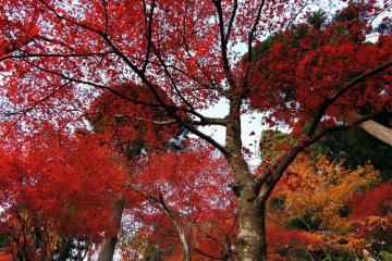 <p>Gorgeous red maple leaves in late November at Kakyo Park in Echizen City</p>
