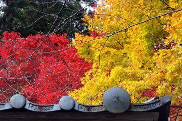 <p>Roof of Izumo Taisha Shrine making clear contrast with colorful maple leaves</p>