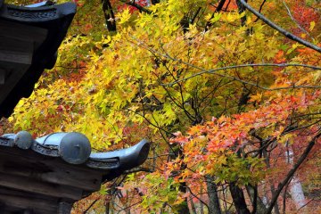 <p>Autumn leaves on the hillside</p>