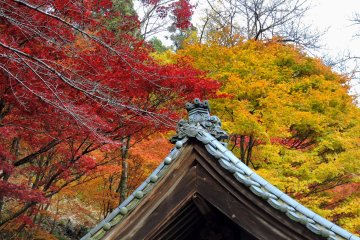 <p>Izumo Taisha Shrine viewed from a different angle with maple leaves in the background</p>