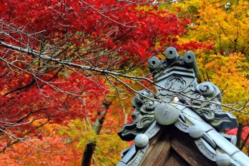 <p>Close-up look at the roof of Izumo Taisha Shrine surrounded by gorgeous maple leaves at their peak of beauty</p>