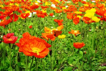 <p>Hamparan Bunga Poppy di Taman Bunga Kagoshima</p>
