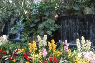 <p>Bunga-bunga di depan air terjun membawa suasana tropis ke selatan Jepang</p>