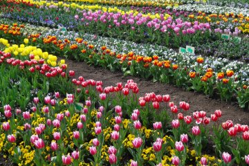 <p>Hamparan Bunga tulip yang menyambut pengunjung pada musim dingin</p>