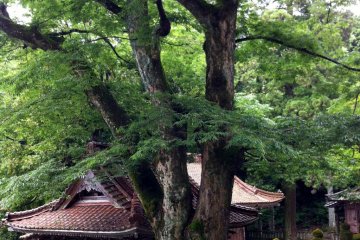 Moss and big trees