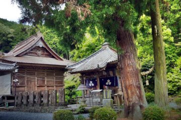 The married cedars next to the Daishi-do
