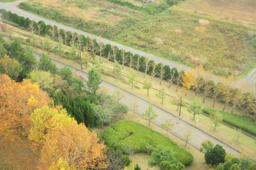 <p>Autumn-colored trees</p>