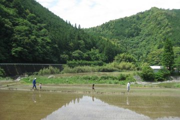 Rice planting