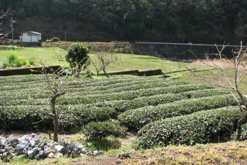 Tea