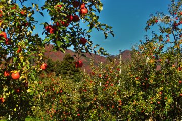 The apples around Abe Apples