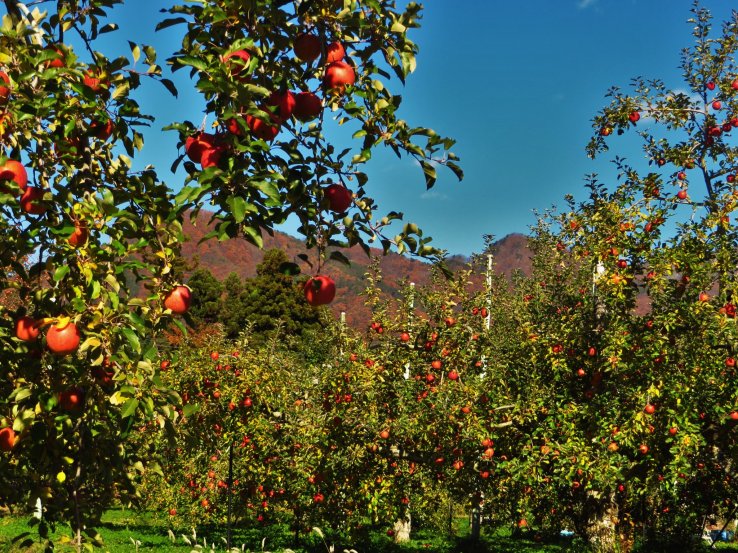 The apples around Abe Apples