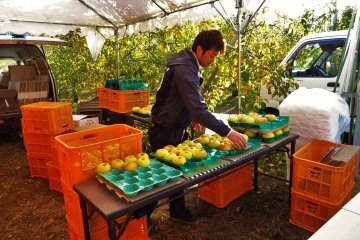 The delicious Gunma Megetsu&nbsp;apples