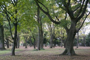 <p>Part of Koganei Park</p>