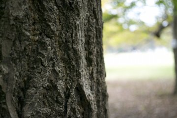 <p>Details: The park has some lovely trees</p>