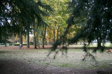 <p>Beautiful green nature</p>