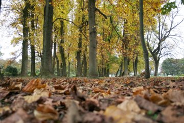 Koganei Park in Autumn