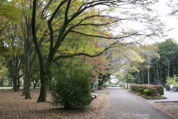 <p>A tree with a beautiful shape</p>