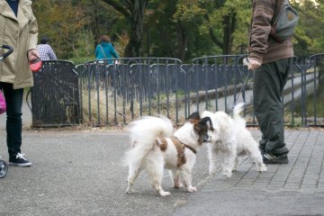 <p>Take your dog to the park and he/she will definitely make some new friends</p>