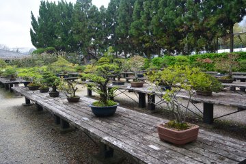 <p>Bonsai</p>