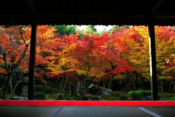 A Painting of Autumn Leaves