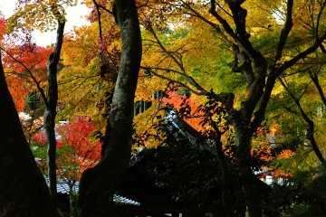 <p>The sound of the bell echoing in the tunnel of autumn leaves</p>