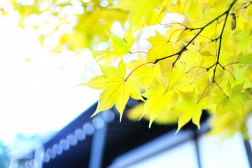 <p>Rare yellow maple leaves! They look so refreshing among red and vermilion leaves.</p>