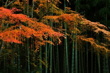 <p>Soft light filters through Okyo Chikurin (Okyo's Bamboo Grove)</p>