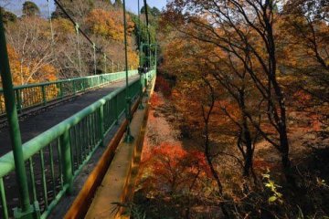 Momiji di Izumi Nature Park, Chiba