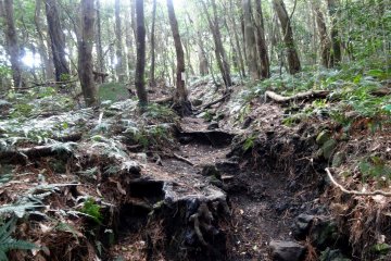 <p>Le sentier de la premi&egrave;re partie de l'ascension</p>