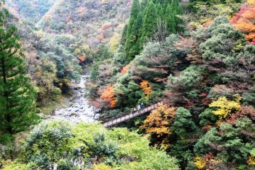 <p>A view of the foliage from the bridges</p>