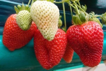 Petik Si Buah Cinta di Negeri Seribu Daun