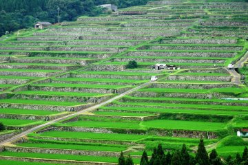 Pemandangan sawah Sakamoto dilihat dari dek observasi