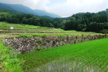 Anda dapat berkeliling dengan bebas di area sawah melintasi jalan aspal atau jalur tanah